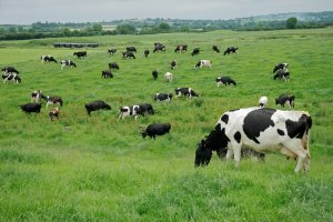 Dairy Farm